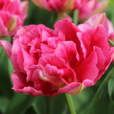 Tulipa 'Renoir'