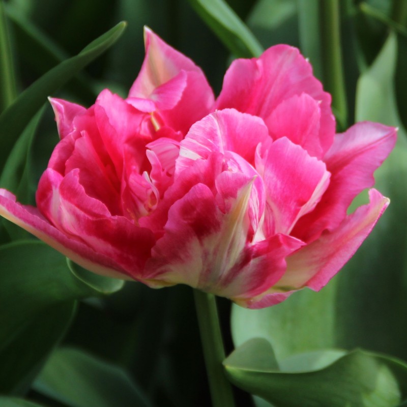 Tulipa 'Renoir' Tulipa 'Renoir'