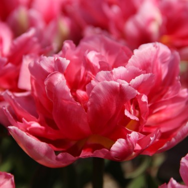 Tulipa 'Renoir' Tulipa 'Renoir'