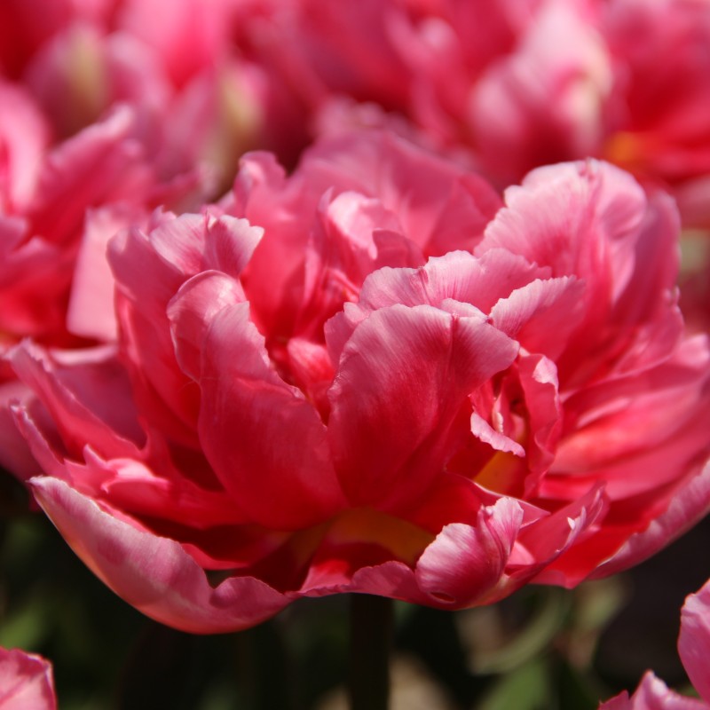 Tulipa 'Renoir' Tulipa 'Renoir'