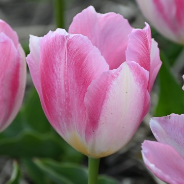 Tulipa 'Rosamunde Huykman'