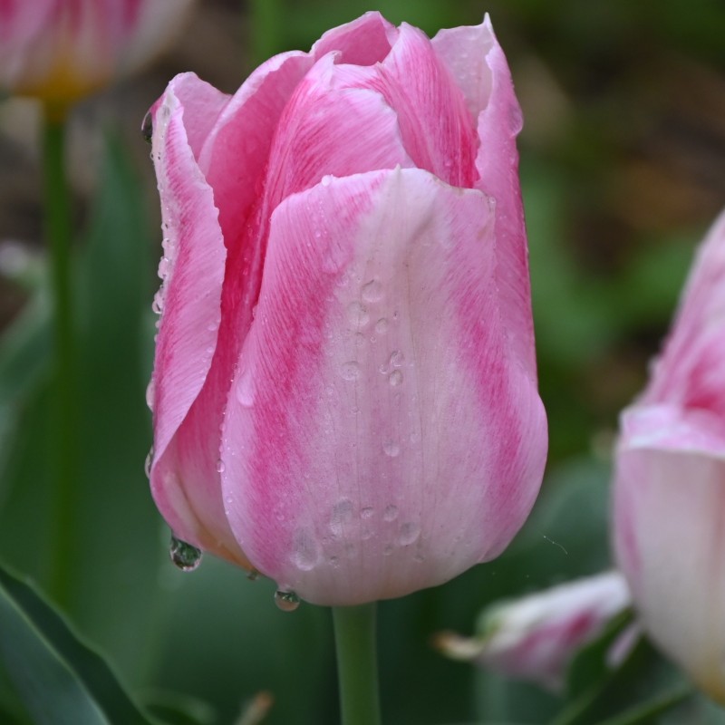 Tulipa 'Rosamunde Huykman' Tulipa 'Rosamunde Huykman'