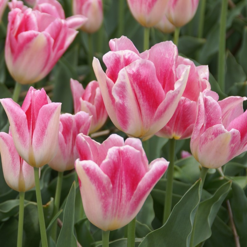 Tulipa 'Rosamunde Huykman' Tulipa 'Rosamunde Huykman'