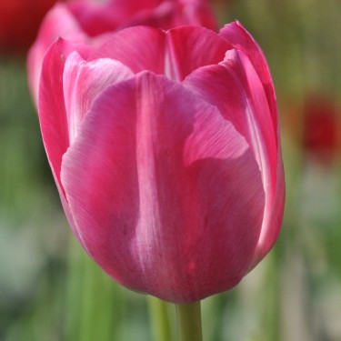Tulipa 'Roses des Dames'