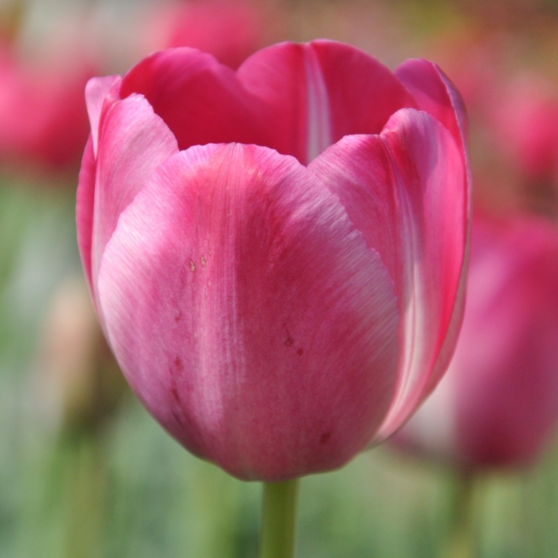 Tulipa 'Roses des Dames' Tulipa 'Roses des Dames'