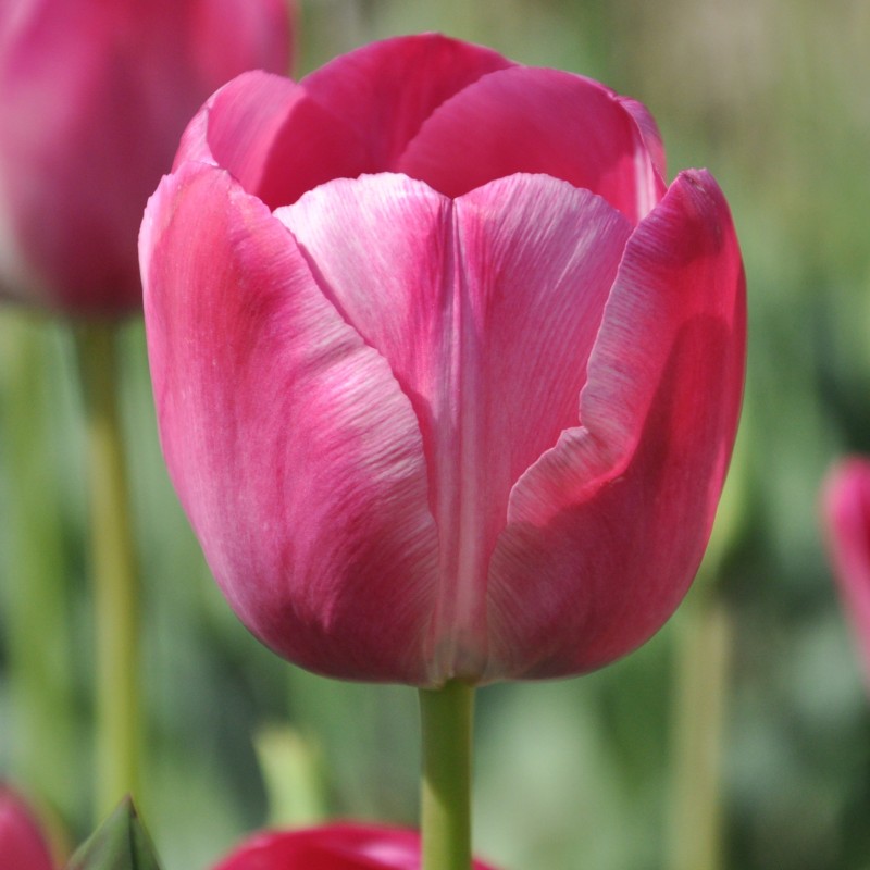 Tulipa 'Roses des Dames' Tulipa 'Roses des Dames'
