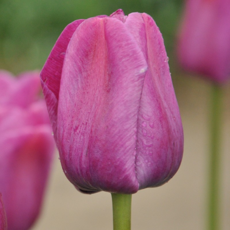 Tulipa 'Sanspareille' Tulipa 'Sanspareille'