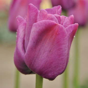 Tulipa 'Sanspareille' Tulipa 'Sanspareille'