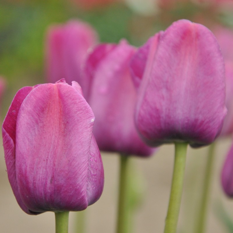 Tulipa 'Sanspareille' Tulipa 'Sanspareille'