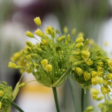Allium chloranthum