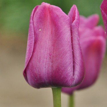 Tulipa 'Sanspareille' Tulipa 'Sanspareille'