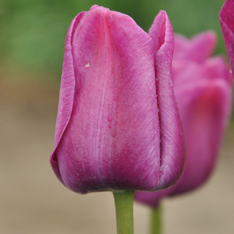 Tulipa 'Sanspareille' Tulipa 'Sanspareille'