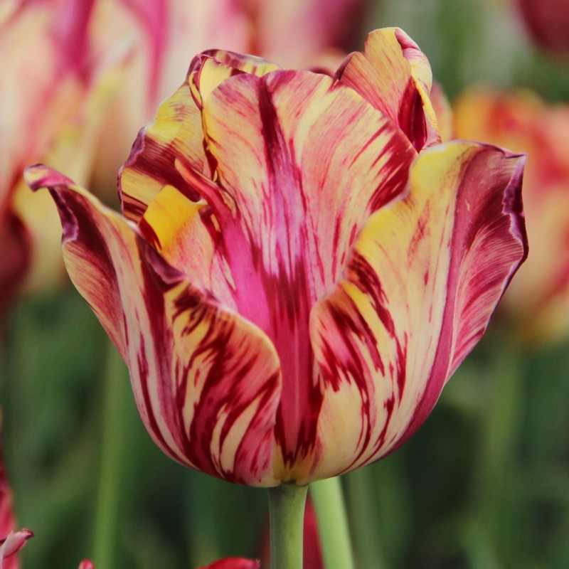 Tulipa 'Saskia' Tulipa 'Saskia'