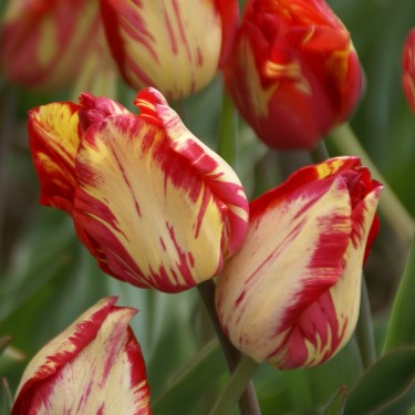 Tulipa 'Saskia' Tulipa 'Saskia'