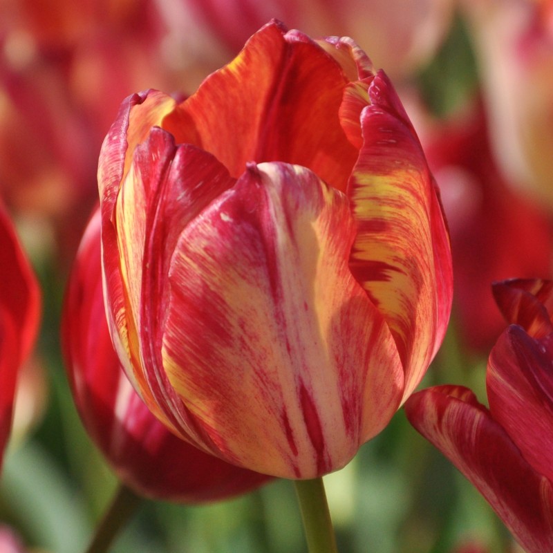 Tulipa 'Saskia' Tulipa 'Saskia'