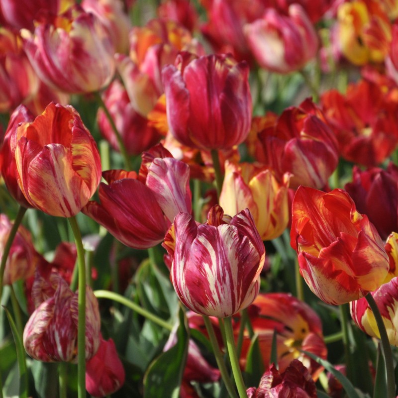 Tulipa 'Saskia' Tulipa 'Saskia'
