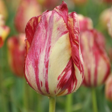 Tulipa 'Saskia' Tulipa 'Saskia'