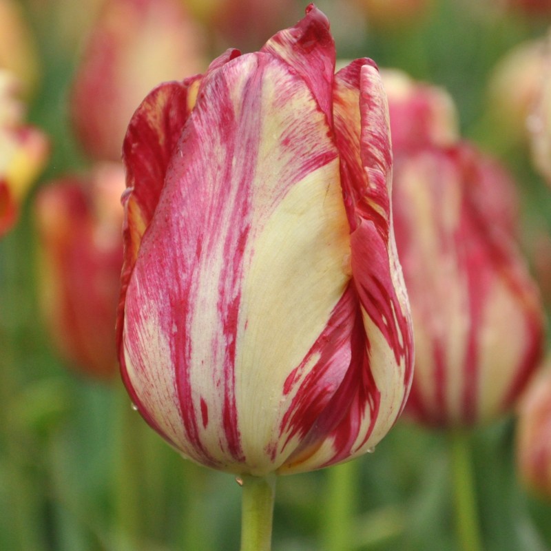 Tulipa 'Saskia' Tulipa 'Saskia'