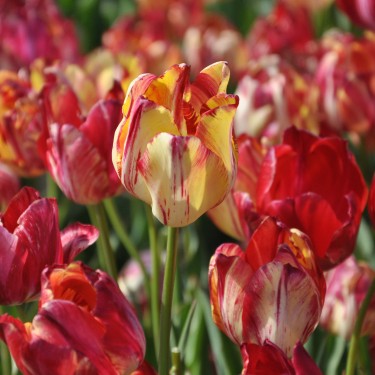 Tulipa 'Saskia' Tulipa 'Saskia'