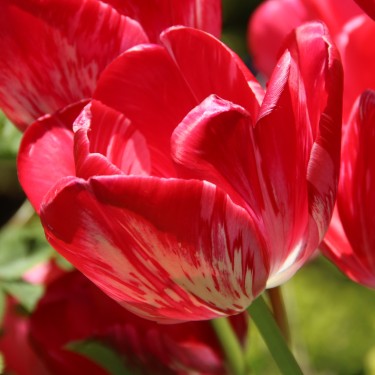 Tulipa 'Sieraad van Flora'