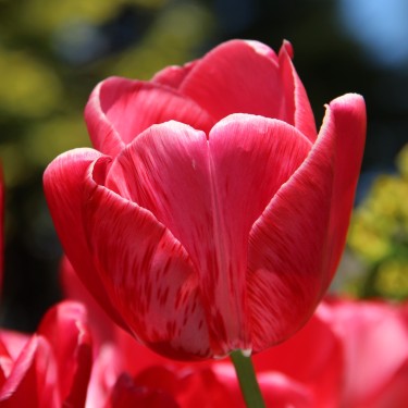 Tulipa 'Sieraad van Flora' Tulipa 'Sieraad van Flora'