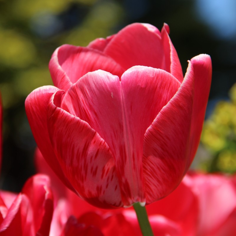 Tulipa 'Sieraad van Flora' Tulipa 'Sieraad van Flora'