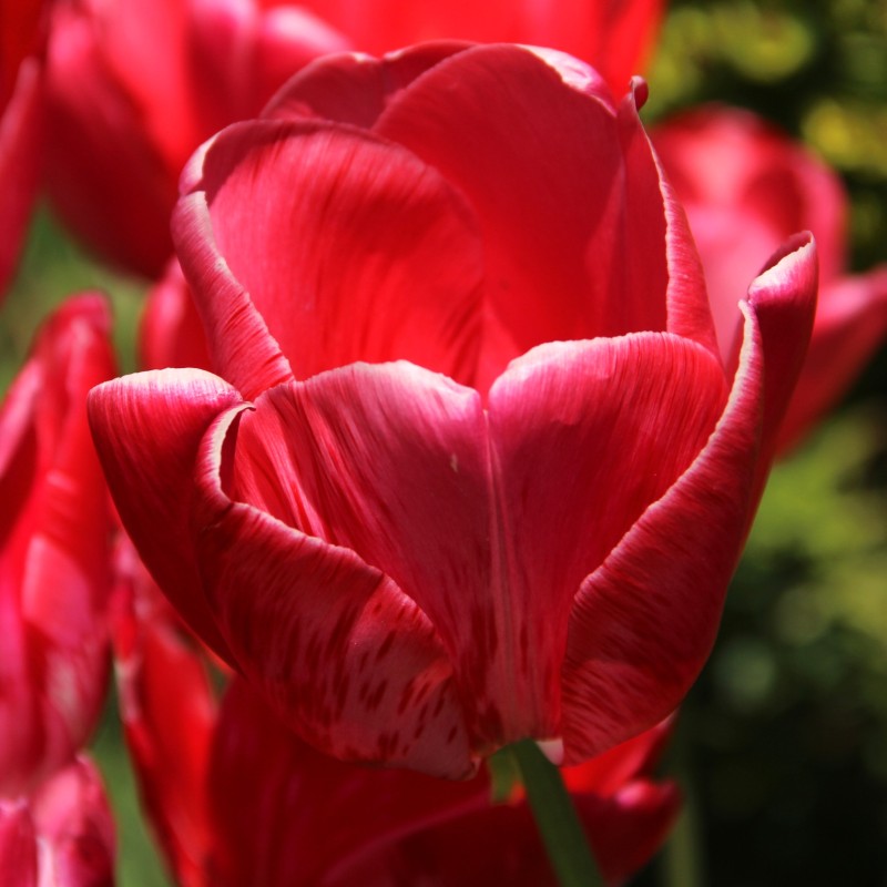 Tulipa 'Sieraad van Flora' Tulipa 'Sieraad van Flora'