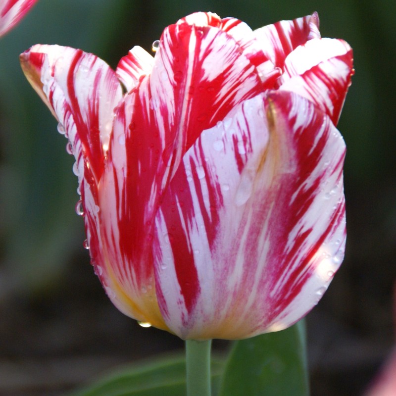 Tulipa 'Silver Standard' Tulipa 'Silver Standard'