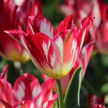 Tulipa 'Silver Standard' Tulipa 'Silver Standard'