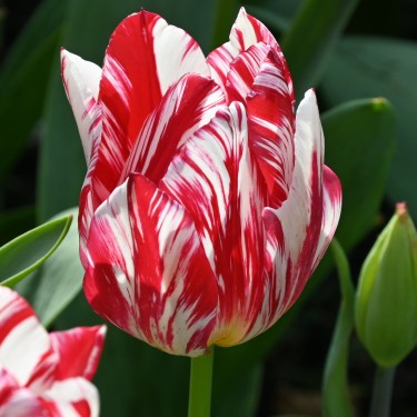 Tulipa 'Silver Standard' Tulipa 'Silver Standard'