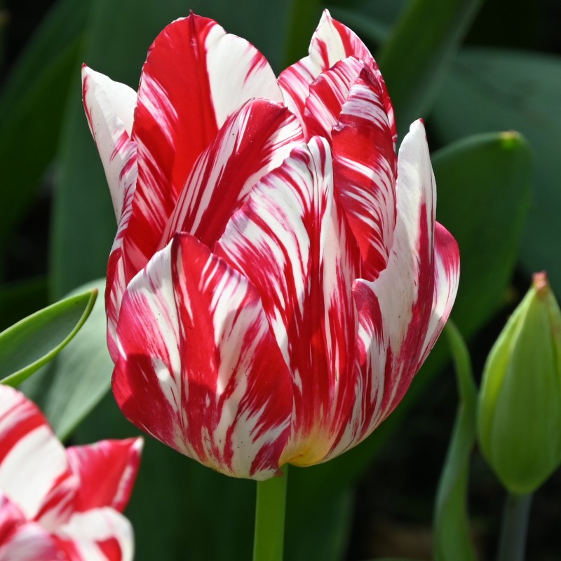 Tulipa 'Silver Standard' Tulipa 'Silver Standard'