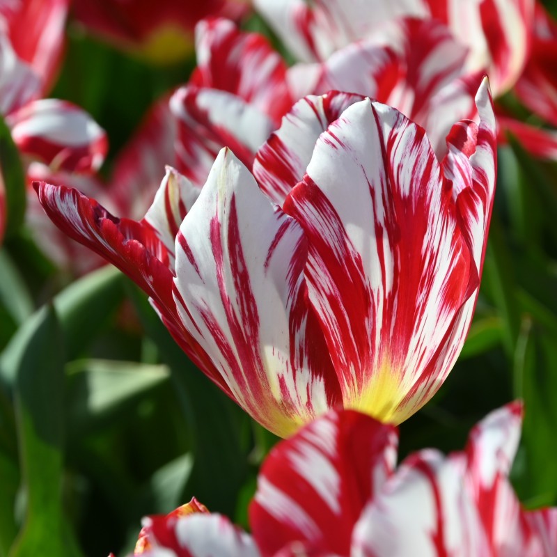 Tulipa 'Silver Standard' Tulipa 'Silver Standard'