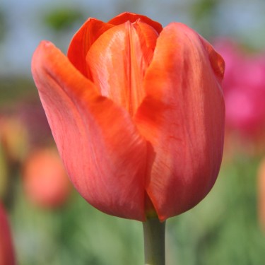 Tulipa 'Simon Bolivar'