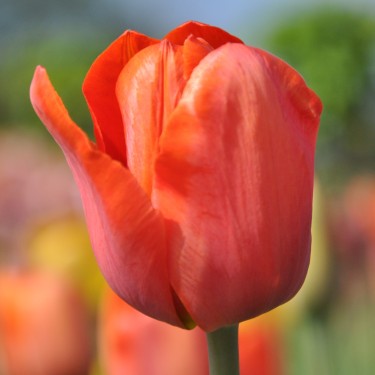 Tulipa 'Simon Bolivar' Tulipa 'Simon Bolivar'