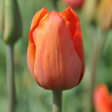 Tulipa 'Simon Bolivar' Tulipa 'Simon Bolivar'