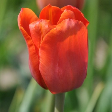 Tulipa 'Simon Bolivar' Tulipa 'Simon Bolivar'