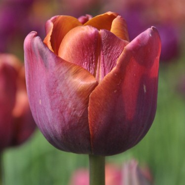 Tulipa 'Superba'