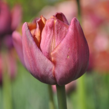 Tulipa 'Superba' Tulipa 'Superba'