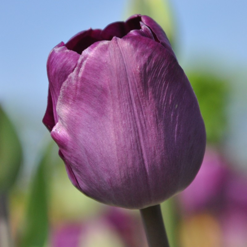 Tulipa 'Talisman' Tulipa 'Talisman'