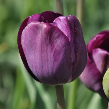 Tulipa 'Talisman' Tulipa 'Talisman'