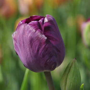Tulipa 'Talisman' Tulipa 'Talisman'