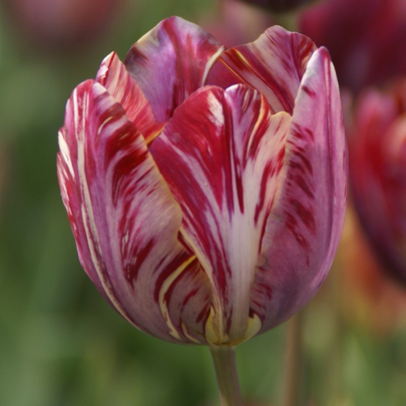 Tulipa 'The Lizard' Tulipa 'The Lizard'