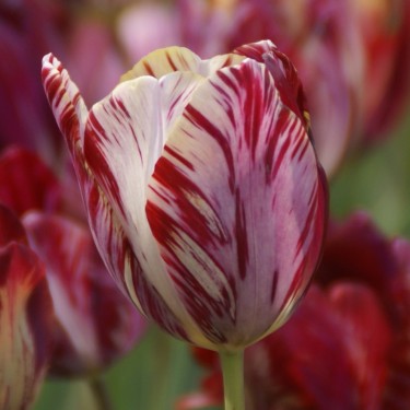 Tulipa 'The Lizard' Tulipa 'The Lizard'