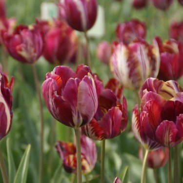 Tulipa 'The Lizard' Tulipa 'The Lizard'
