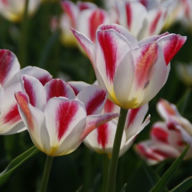 Tulipa 'Wapen van Leiden'