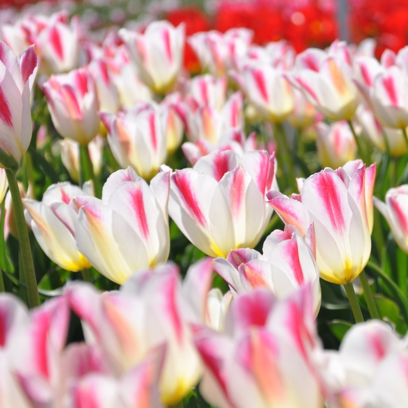 Tulipa 'Wapen van Leiden' Tulipa 'Wapen van Leiden'