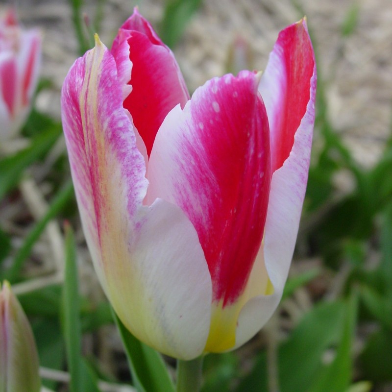 Tulipa 'Wapen van Leiden' Tulipa 'Wapen van Leiden'