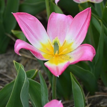 Tulipa 'Duc van Tol Rose' Tulipa 'Duc van Tol Rose'