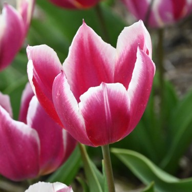 Tulipa 'Duc van Tol Violet'