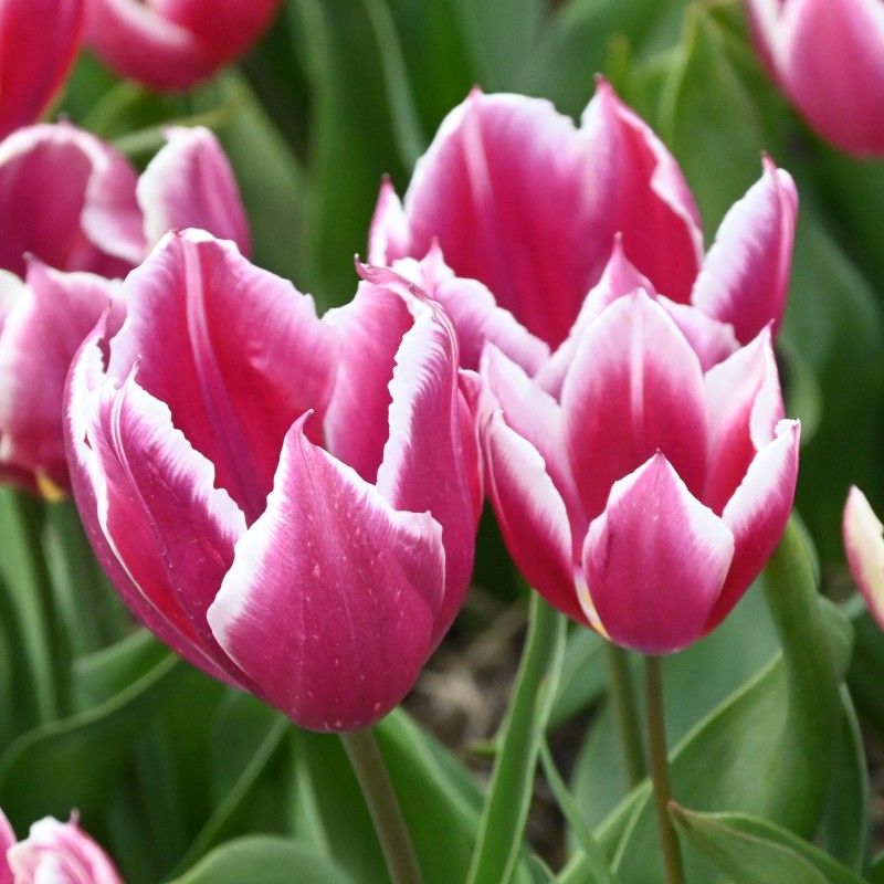 Tulipa 'Duc van Tol Violet'